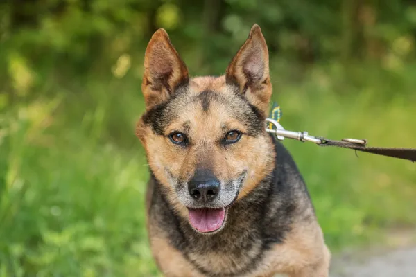 Pies do adopcji, Nowodwór, 24 czerwca 2025 (1/5)