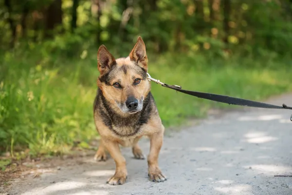 Pies do adopcji, Nowodwór, 24 czerwca 2025 (3/5)