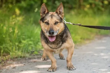 Pies do adopcji, Nowodwór, 24 czerwca 2025 (4/5)