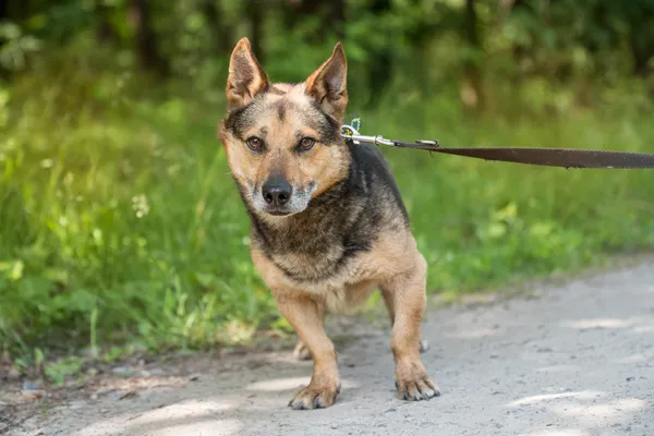 Pies do adopcji, Nowodwór, 24 czerwca 2025 (5/5)