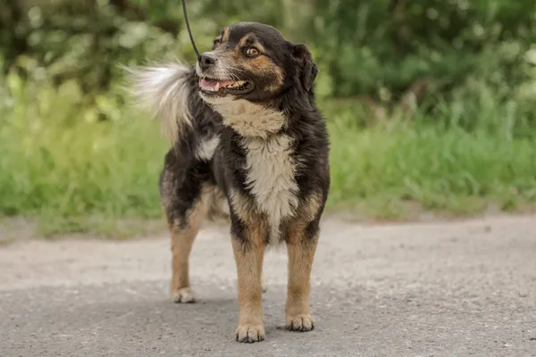 Pies do adopcji, Nowodwór, 24 czerwca 2025 (1/5)