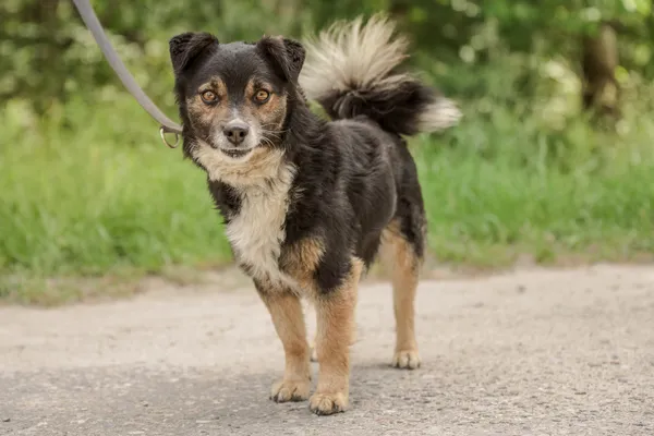 Pies do adopcji, Nowodwór, 24 czerwca 2025 (4/5)