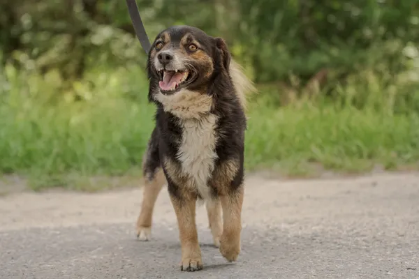 Pies do adopcji, Nowodwór, 24 czerwca 2025 (5/5)