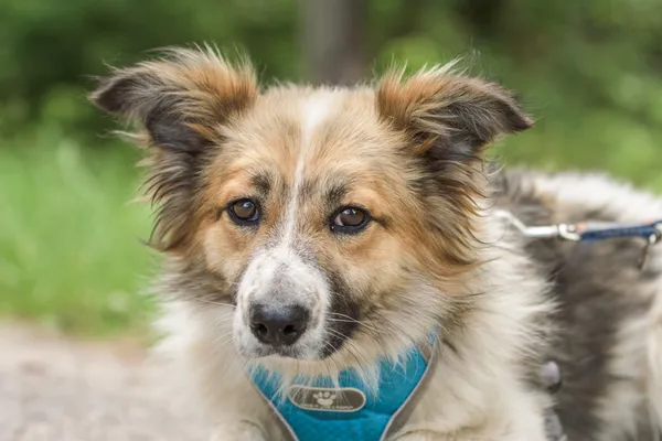 Pies do adopcji, Nowodwór, 24 czerwca 2025 (3/5)