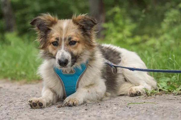 Pies do adopcji, Nowodwór, 24 czerwca 2025 (4/5)