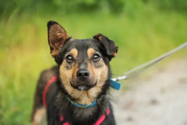 Pies do adopcji, Nowodwór, 24 czerwca 2025 (1/5)