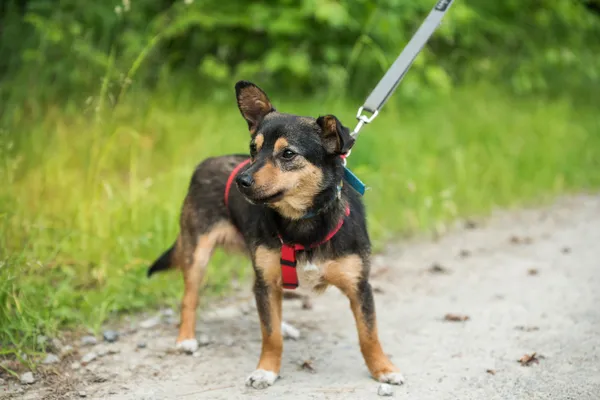 Pies do adopcji, Nowodwór, 24 czerwca 2025 (2/5)