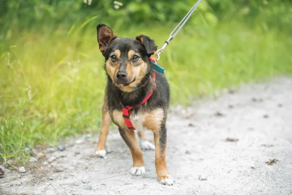 Pies do adopcji, Nowodwór, 24 czerwca 2025 (5/5)