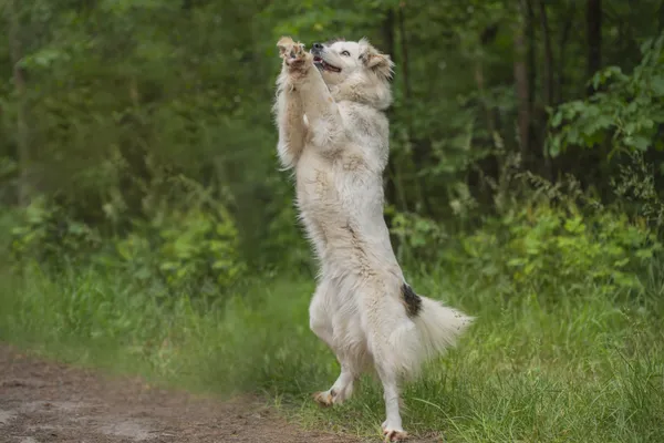 Pies do adopcji, Nowodwór, 24 czerwca 2025 (3/5)