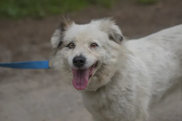 Pies do adopcji, Nowodwór, 24 czerwca 2025 (4/5)