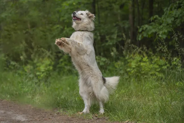 Pies do adopcji, Nowodwór, 24 czerwca 2025 (5/5)