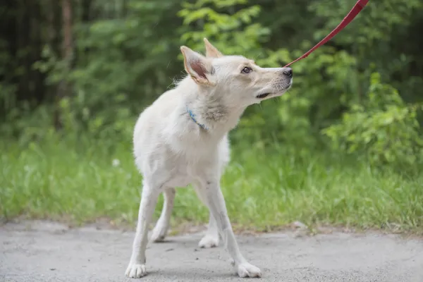 Pies do adopcji, Nowodwór, 24 czerwca 2025 (1/5)