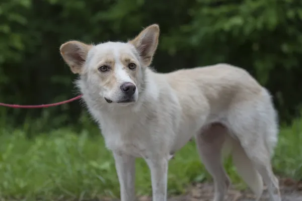 Pies do adopcji, Nowodwór, 24 czerwca 2025 (2/5)