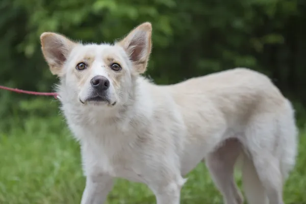 Pies do adopcji, Nowodwór, 24 czerwca 2025 (5/5)