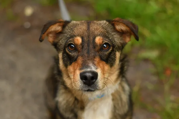 Pies do adopcji, Nowodwór, 24 czerwca 2025 (1/5)