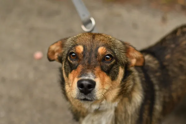 Pies do adopcji, Nowodwór, 24 czerwca 2025 (3/5)