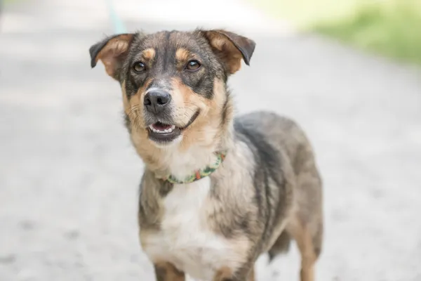 Pies do adopcji, Nowodwór, 24 czerwca 2025 (4/5)