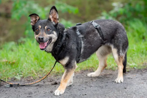 Pies do adopcji, Nowodwór, 24 czerwca 2025 (1/5)