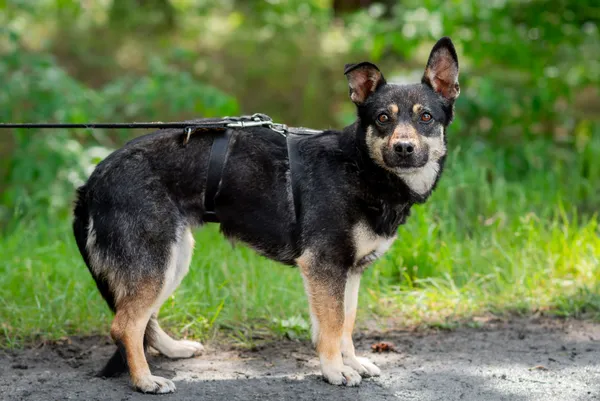 Pies do adopcji, Nowodwór, 24 czerwca 2025 (4/5)