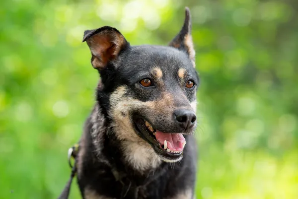 Pies do adopcji, Nowodwór, 24 czerwca 2025 (5/5)