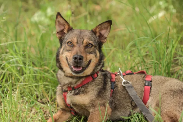 Pies do adopcji, Nowodwór, 24 czerwca 2025 (4/5)