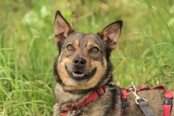 Pies do adopcji, Nowodwór, 24 czerwca 2025 (5/5)