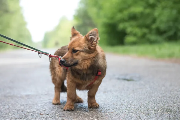 Pies do adopcji, Nowodwór, 24 czerwca 2025 (1/5)