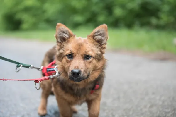 Pies do adopcji, Nowodwór, 24 czerwca 2025 (2/5)