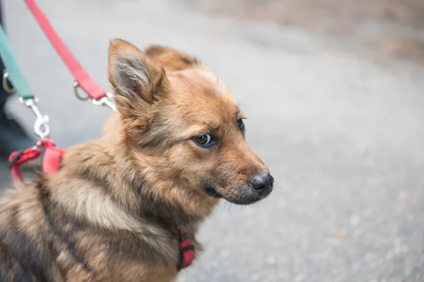 Pies do adopcji, Nowodwór, 24 czerwca 2025 (3/5)