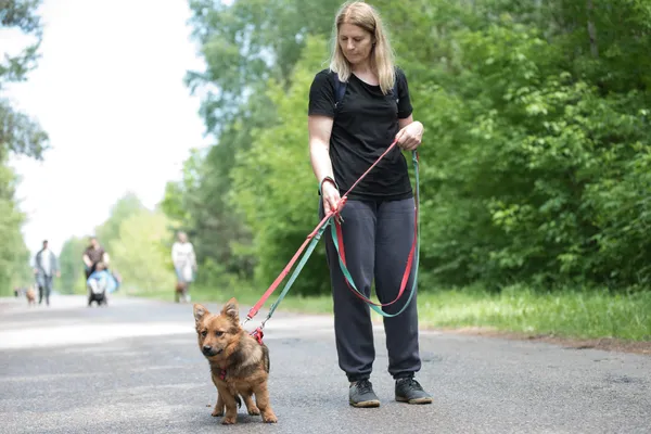 Pies do adopcji, Nowodwór, 24 czerwca 2025 (4/5)