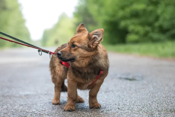 Pies do adopcji, Nowodwór, 24 czerwca 2025 (5/5)