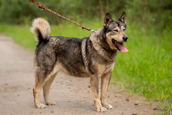 Pies do adopcji, Nowodwór, 24 czerwca 2025 (2/5)