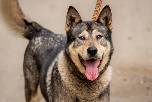 Pies do adopcji, Nowodwór, 24 czerwca 2025 (4/5)