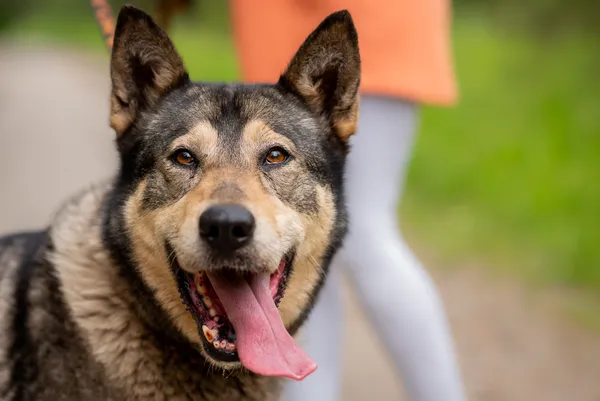 Pies do adopcji, Nowodwór, 24 czerwca 2025 (5/5)