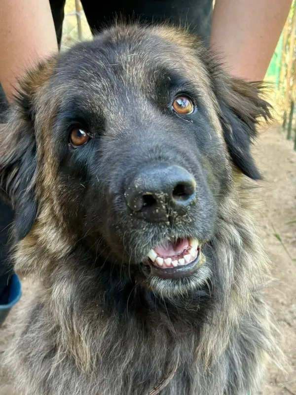 Pies do adopcji, Przyborówko, 15 września 2025 (1/5)