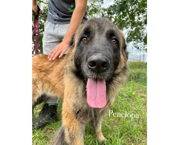 Pies do adopcji, Przyborówko, 15 września 2025 (5/5)