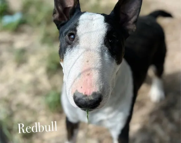 Pies do adopcji, Przyborówko, 24 czerwca 2025 (1/2)