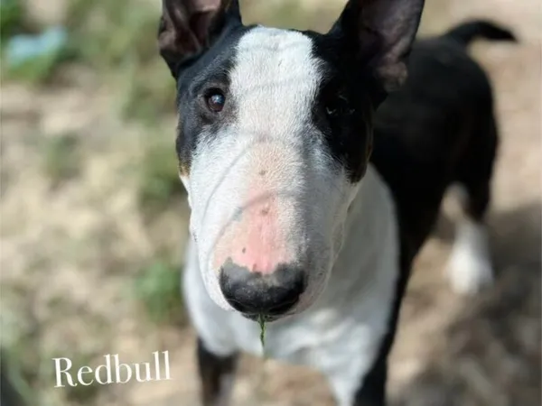 Pies do adopcji, Przyborówko, 24 czerwca 2025 (2/2)