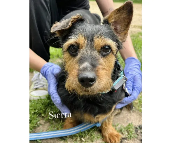 Pies do adopcji, Przyborówko, 24 czerwca 2025 (1/5)