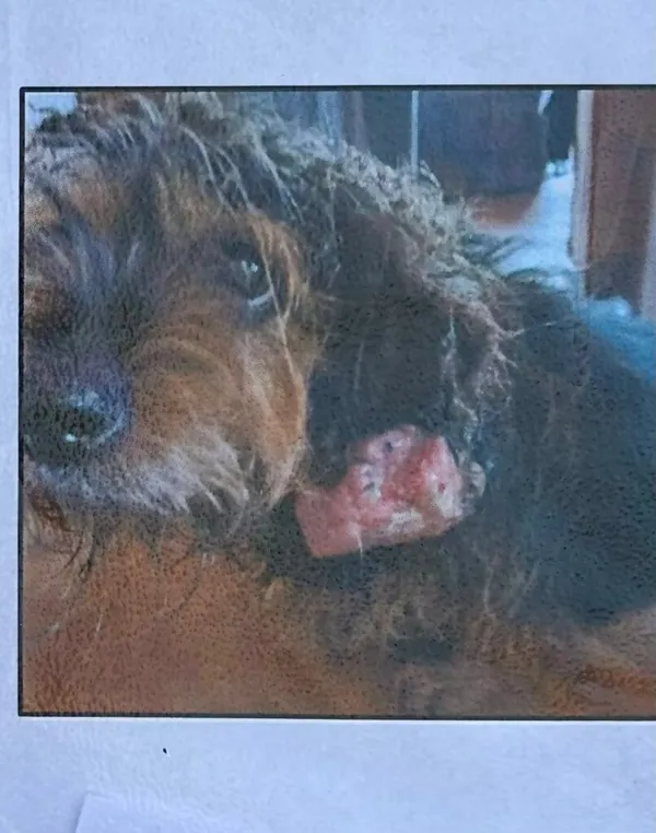 Pies do adopcji, Przyborówko, 24 czerwca 2025 (2/5)