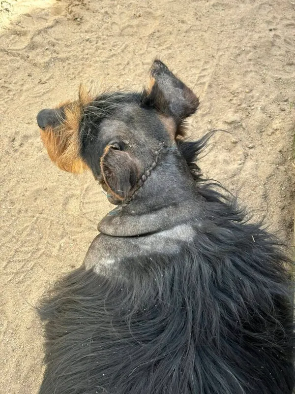 Pies do adopcji, Przyborówko, 24 czerwca 2025 (3/5)