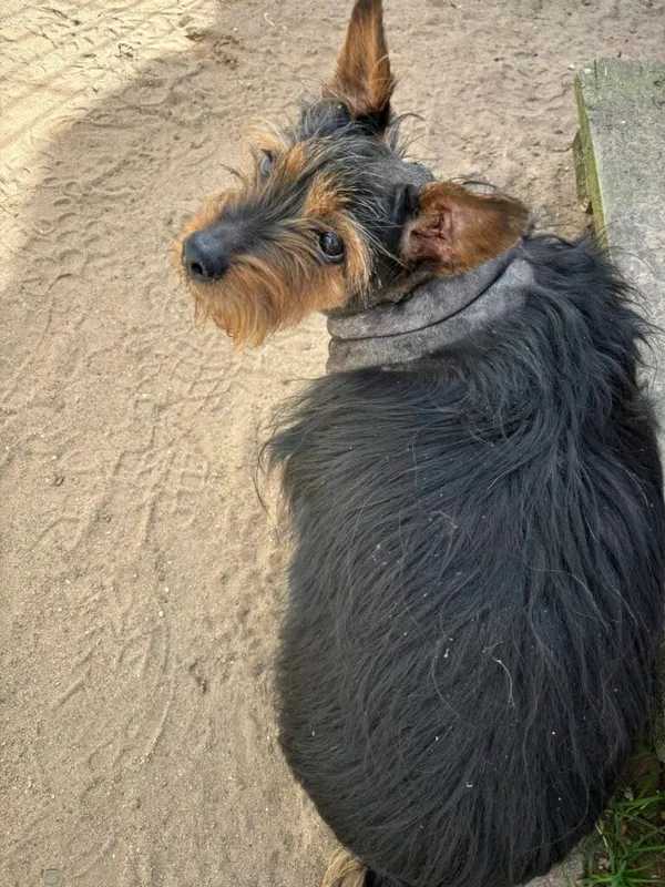 Pies do adopcji, Przyborówko, 24 czerwca 2025 (4/5)