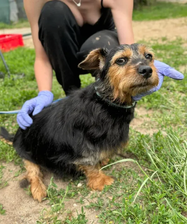 Pies do adopcji, Przyborówko, 24 czerwca 2025 (5/5)