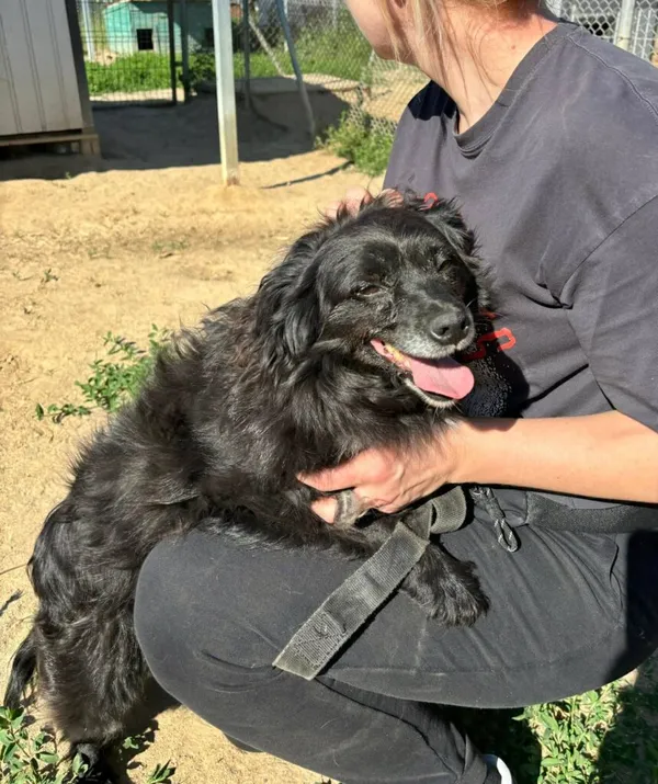 Pies do adopcji, Przyborówko, 24 czerwca 2025 (1/3)