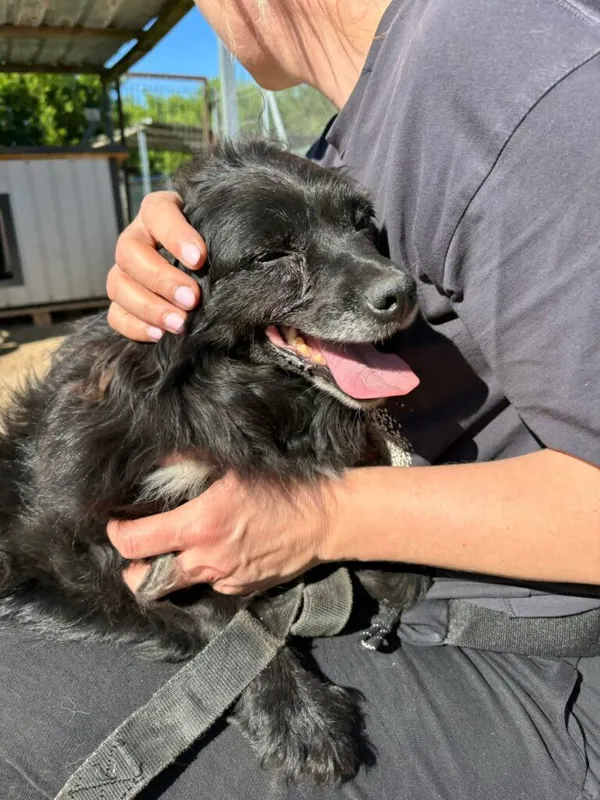 Pies do adopcji, Przyborówko, 24 czerwca 2025 (2/3)