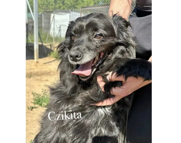 Pies do adopcji, Przyborówko, 24 czerwca 2025 (3/3)