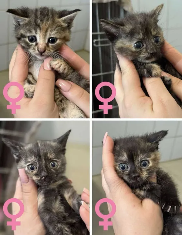 Znaleziono kota, Lublin, 24 czerwca 2025