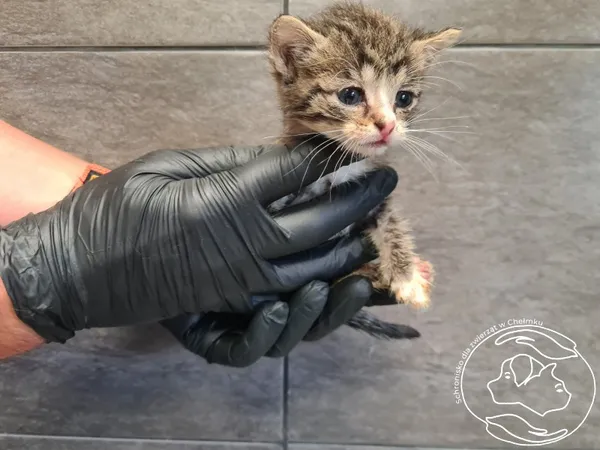 Znaleziono kota, Chełmek, 24 czerwca 2025