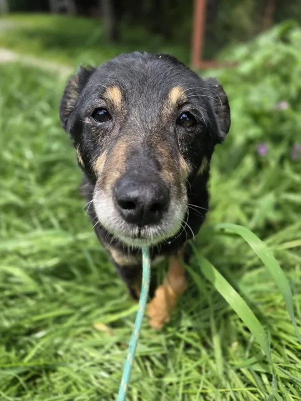 Pies do adopcji, Jelenia Góra, 2 czerwca 2025 (1/4)