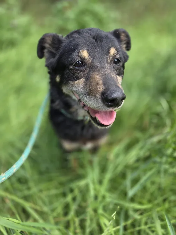 Pies do adopcji, Jelenia Góra, 2 czerwca 2025 (4/4)